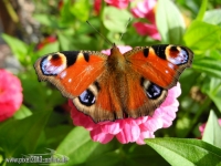 2835_Schmetterling_Lepidoptera.jpg