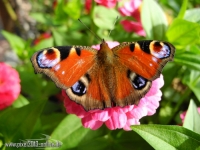 Schmetterling Lepidoptera