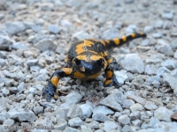 2838_Feuersalamander.jpg