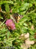 Schmetterling Distelfalter