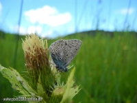 Schmetterling Hauhechel Blaeuling