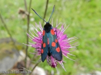 Schmetterling Sumpfhornklee Widderchen