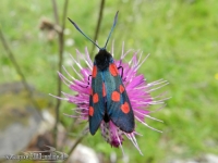 2843_Schmetterling_Sumpfhornklee_Widderchen.jpg