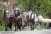 2847_Siegsdorf_Maibaum_1._Mai_2013_Bild_1.jpg