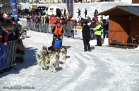 Schlittenhunderennen 2014