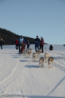 Schlittenhunderennen 2014