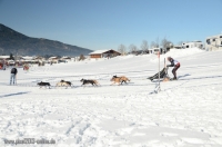 Schlittenhunderennen 2014