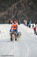 Schlittenhunderennen 2014