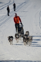 Schlittenhunderennen 2014