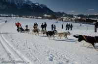 Schlittenhunderennen 2014