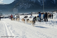 3825_Schlittenhunderennen_2014_Bild_10.jpg