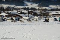 Schlittenhunderennen 2014