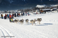 Schlittenhunderennen 2014