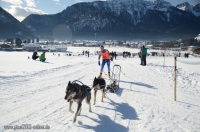 Schlittenhunderennen 2014