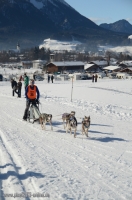 Schlittenhunderennen 2014