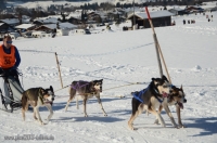 3832_Schlittenhunderennen_2014_Bild_17.jpg