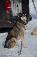 Inzeller Schlittenhunderennen 2014