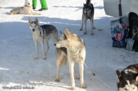 3835_Schlittenhunderennen_2014_Bild_20.jpg