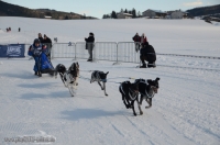 3836_Schlittenhunderennen_2014_Bild_21.jpg