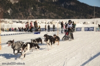 Schlittenhunderennen 2014