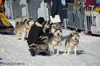 Schlittenhunderennen 2014