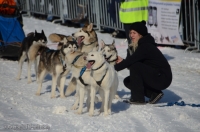 Schlittenhunderennen 2014