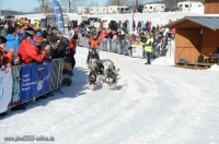 Schlittenhunderennen 2014