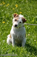 4008_Parson_Russell_Terrier_DSC_1272_1.jpg