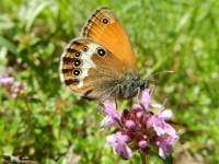 Natur und Landschaften 2012 Bild 8