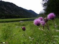 Natur und Landschaften 2012 Bild 27