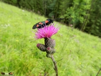 Natur und Landschaften 2012 Bild 114