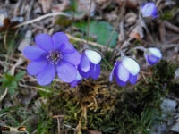 Natur und Landschaften 2012 Bild 96