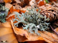 566_Pixel2013_Natur_und_Landschaften_2012_Bild_88.jpg